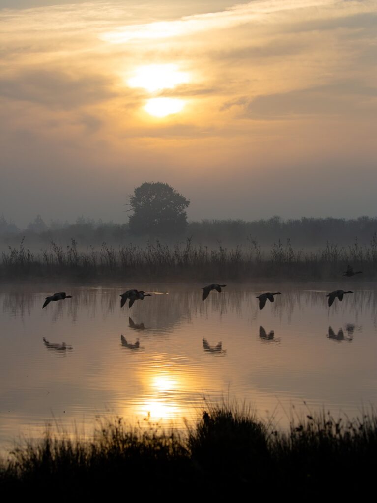 canada geese, river, mist, fog, sunrise, sunset, dawn, dusk, silhouette, birds, animals, waterfowls, water birds, aquatic birds, flying, water reflection, scenic, scenery, countryside, nature, canada geese, canada geese, canada geese, canada geese, canada geese, fog, fog, fog, sunrise