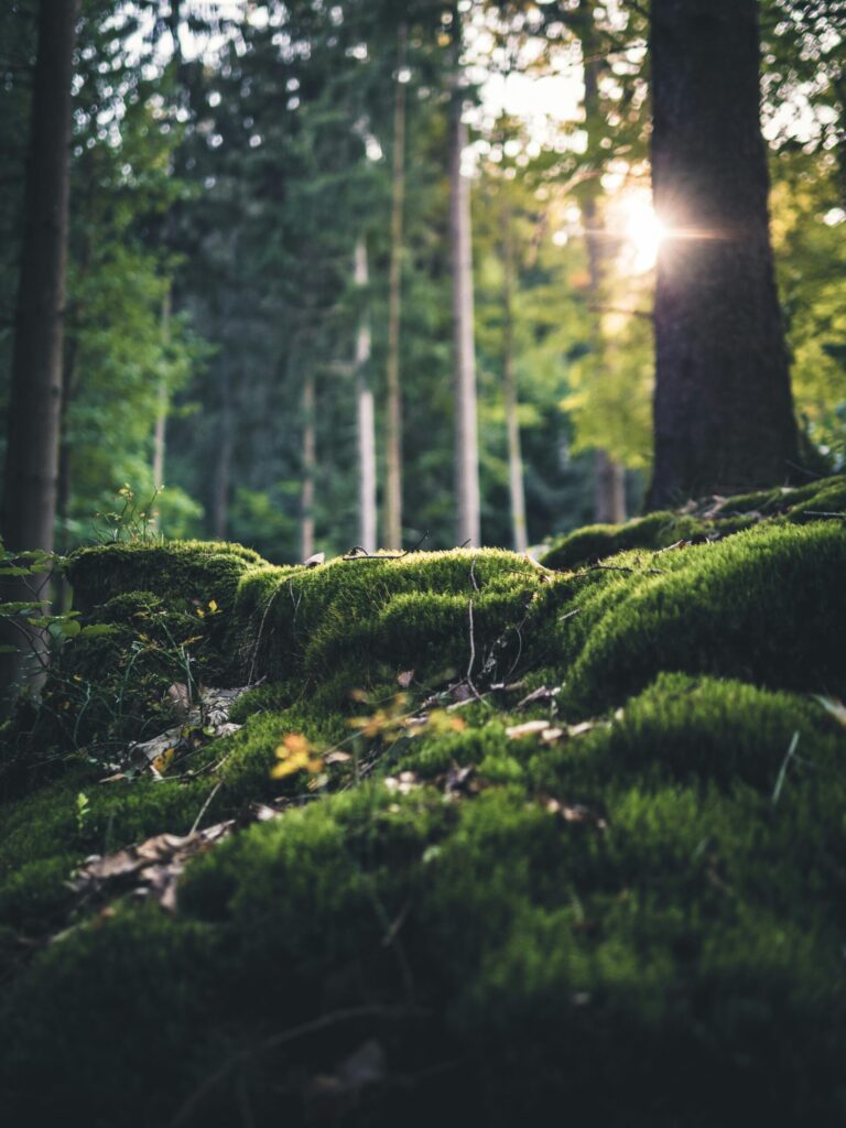 pexels-photo-3466355-3466355 Sunlight filtering through trees on a moss-covered forest floor in Germany. Tranquil and natural setting.